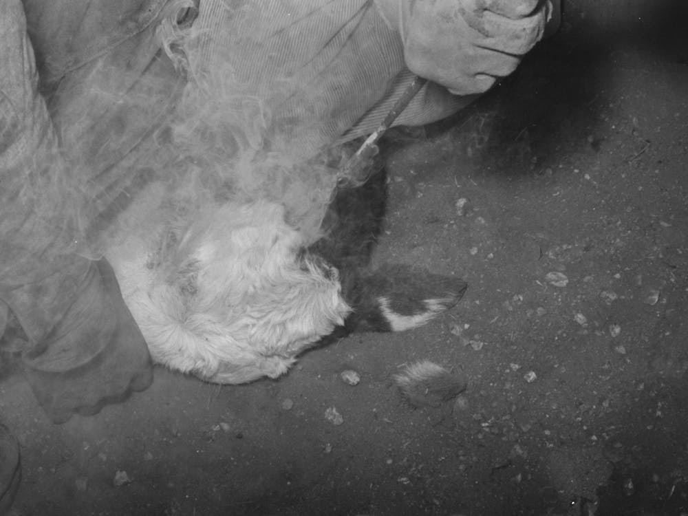 Untitled Photo, Possibly Related To Applying Fly Repellent After Branding At Roundup Near Marfa, Texas By Russell