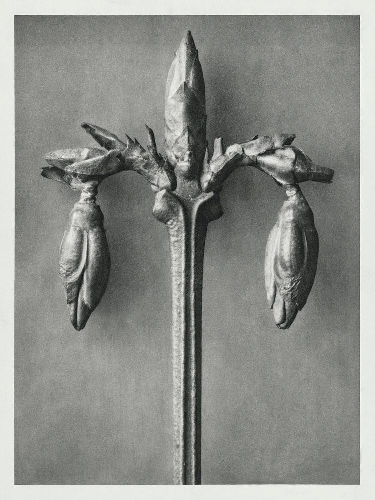 Weeping Forsythia (1928), Karl Blossfeldt