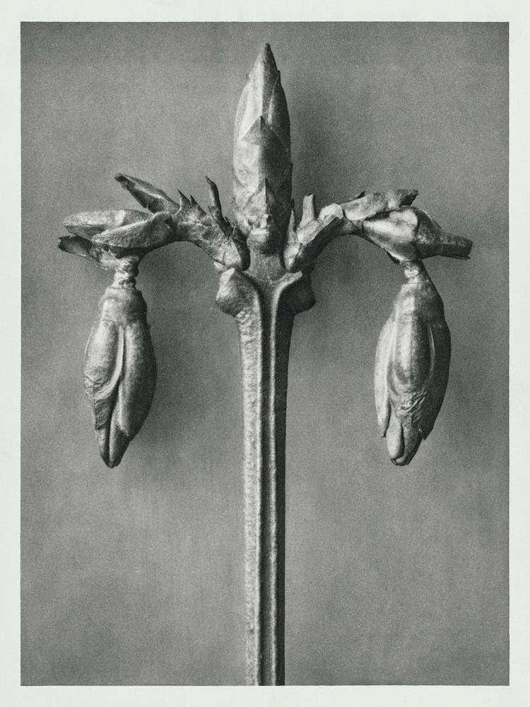 Weeping Forsythia (1928), Karl Blossfeldt