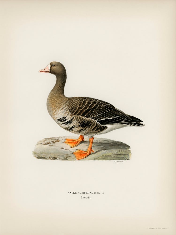 Greater White Fronted Goose, The Von Wright Brothers