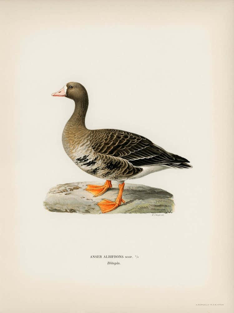 Greater White Fronted Goose, The Von Wright Brothers