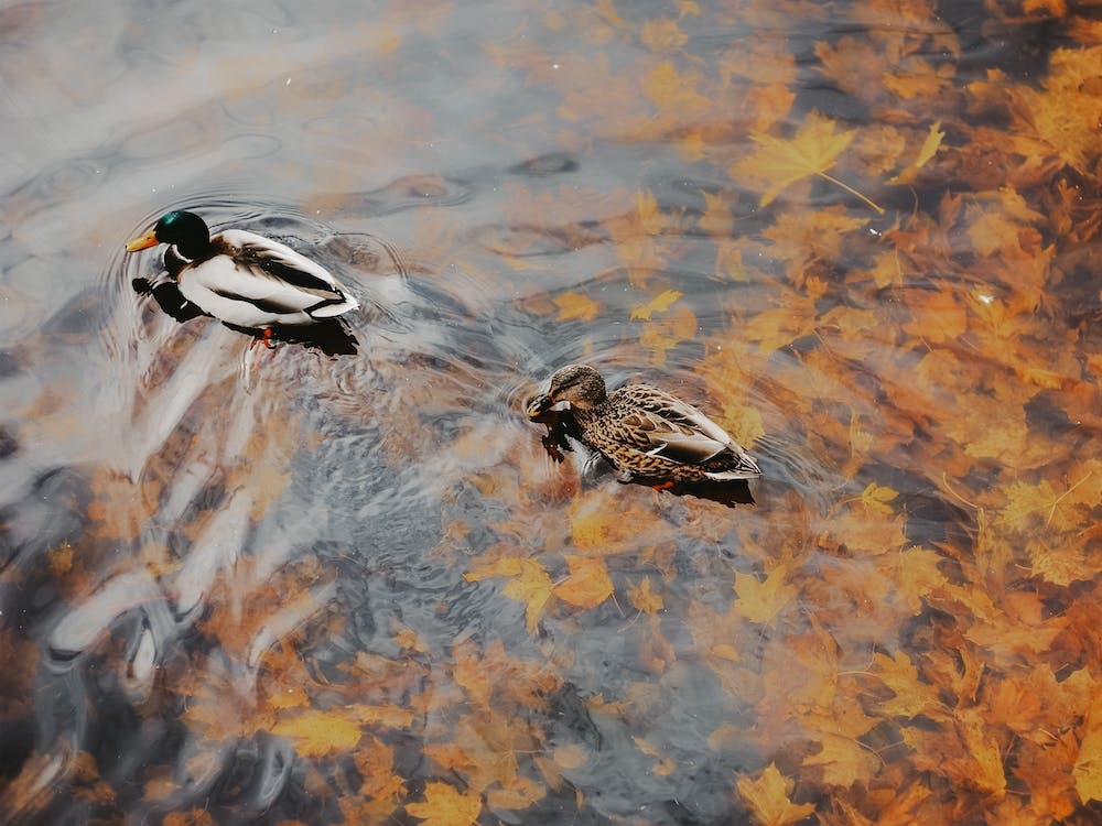 Ducks On Autumn Lake