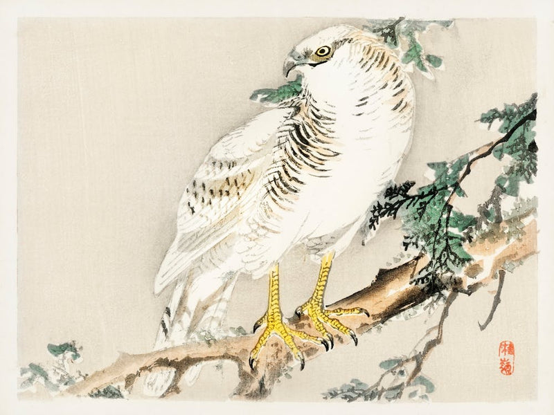 Northern Mockingbird, Kōno Bairei