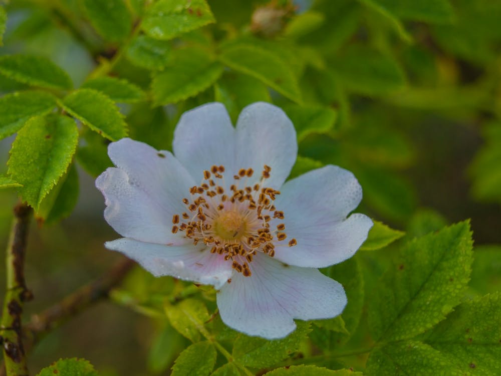 Weiße Rose