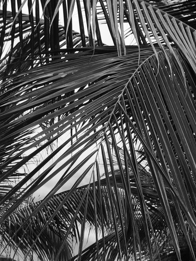 Black And White Palm Leaves 3