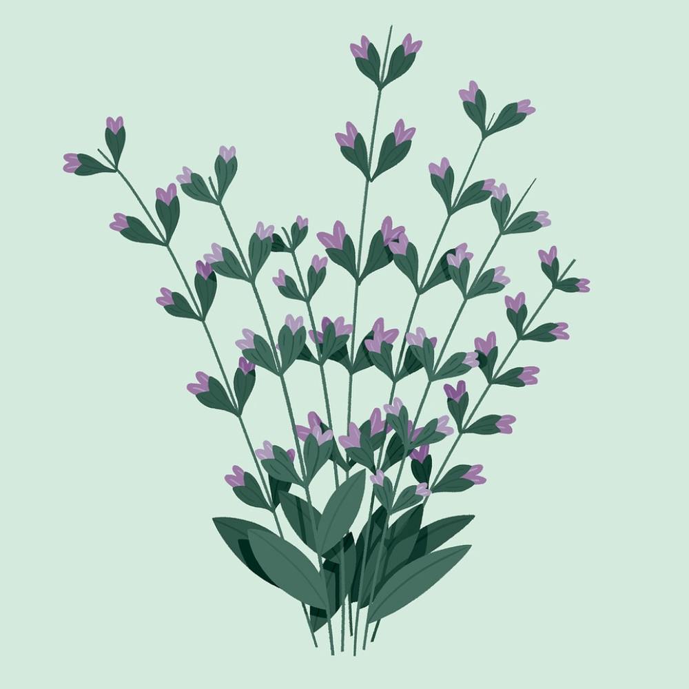 Lavender Flowers