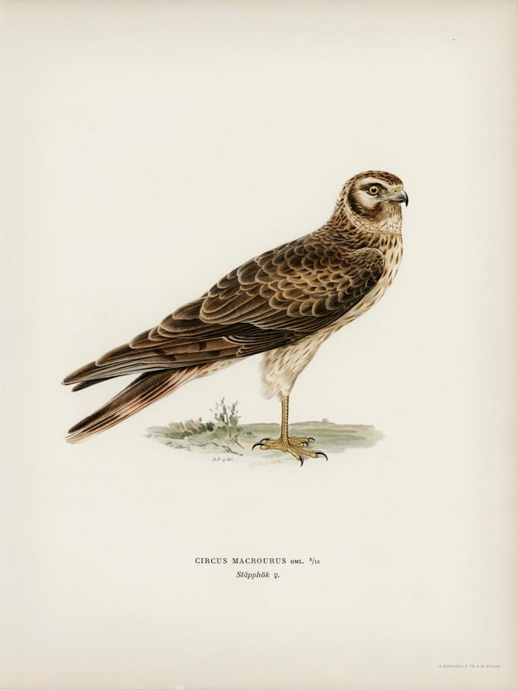 Pale Harrier, Pallid Harrier Female, The Von Wright Brothers