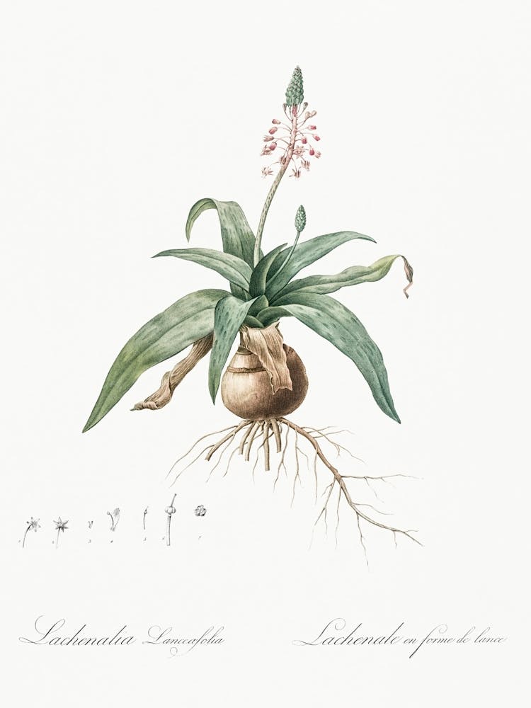Lachenalia Lanceaefolia, Pierre Joseph Redoute