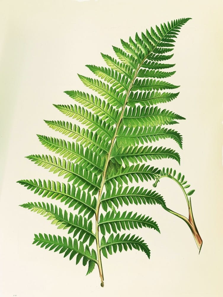 Vintage Illustration Harts Tongue Fern 1