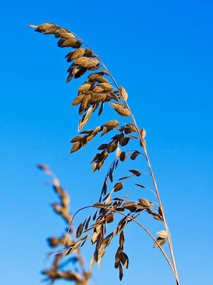 Sea Oats In The Wind