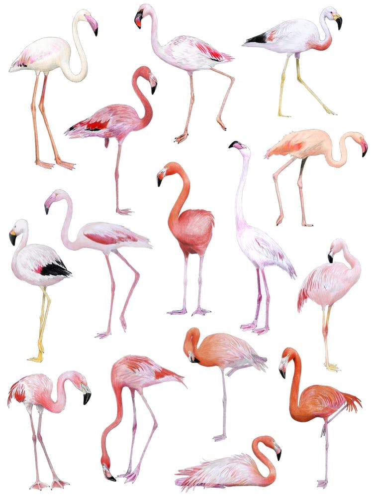 Flamingos