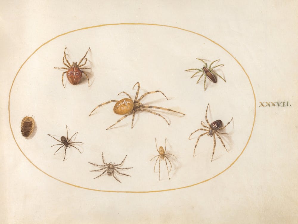 Seven Spiders And An Insect (c. 1575-1580), Joris Hoefnagel