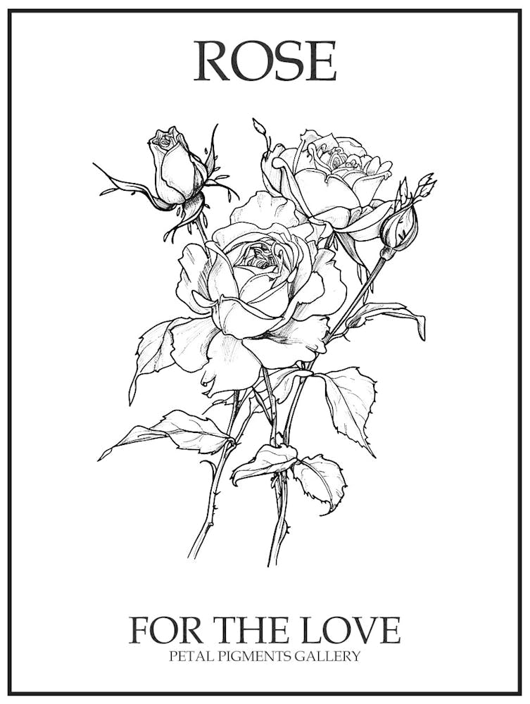 Black And White Rose Line Drawing 2 Poster