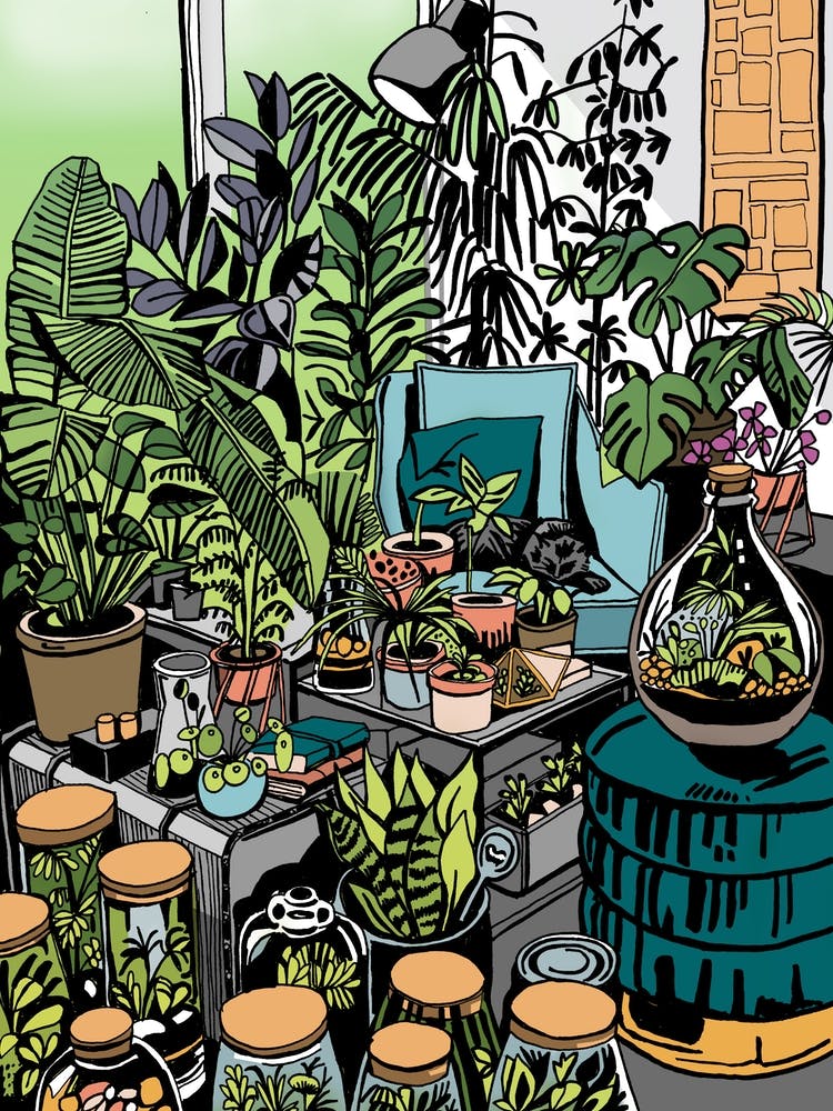 Houseplants And Terrariums