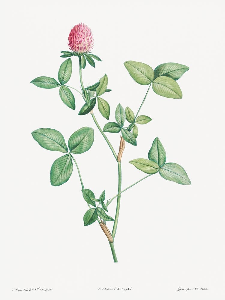 Clover Flower, Pierre Joseph Redoute