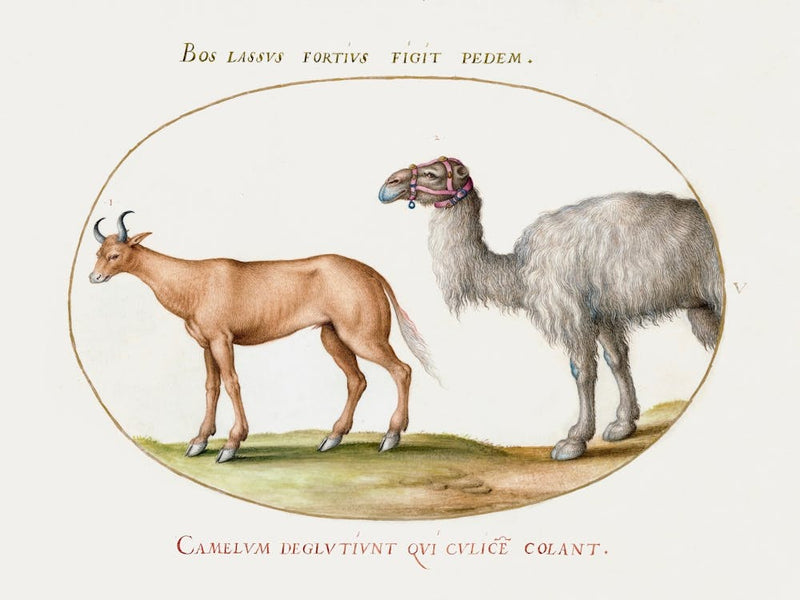An Ox And A Camel (1575–1580), Joris Hoefnagel
