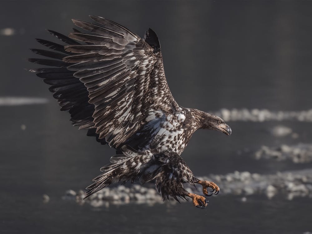 Sea Eagle Hunting