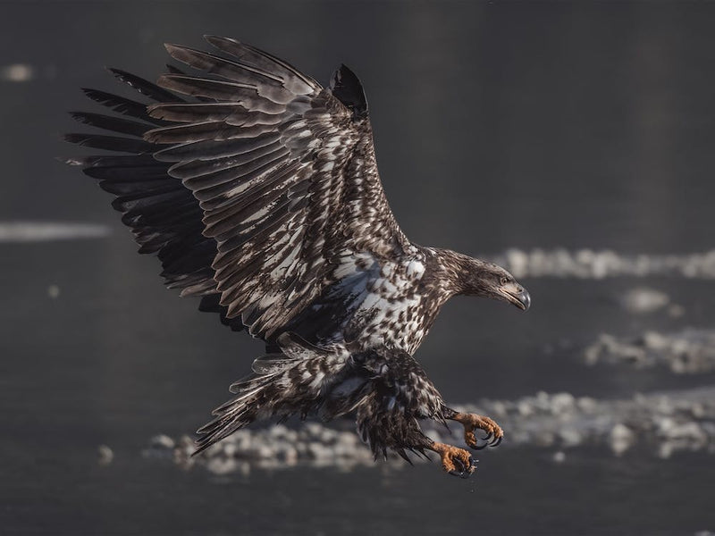 Sea Eagle Hunting
