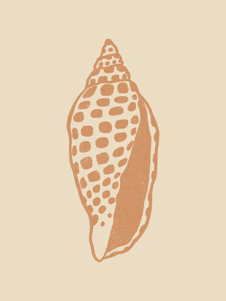 Seashell 10