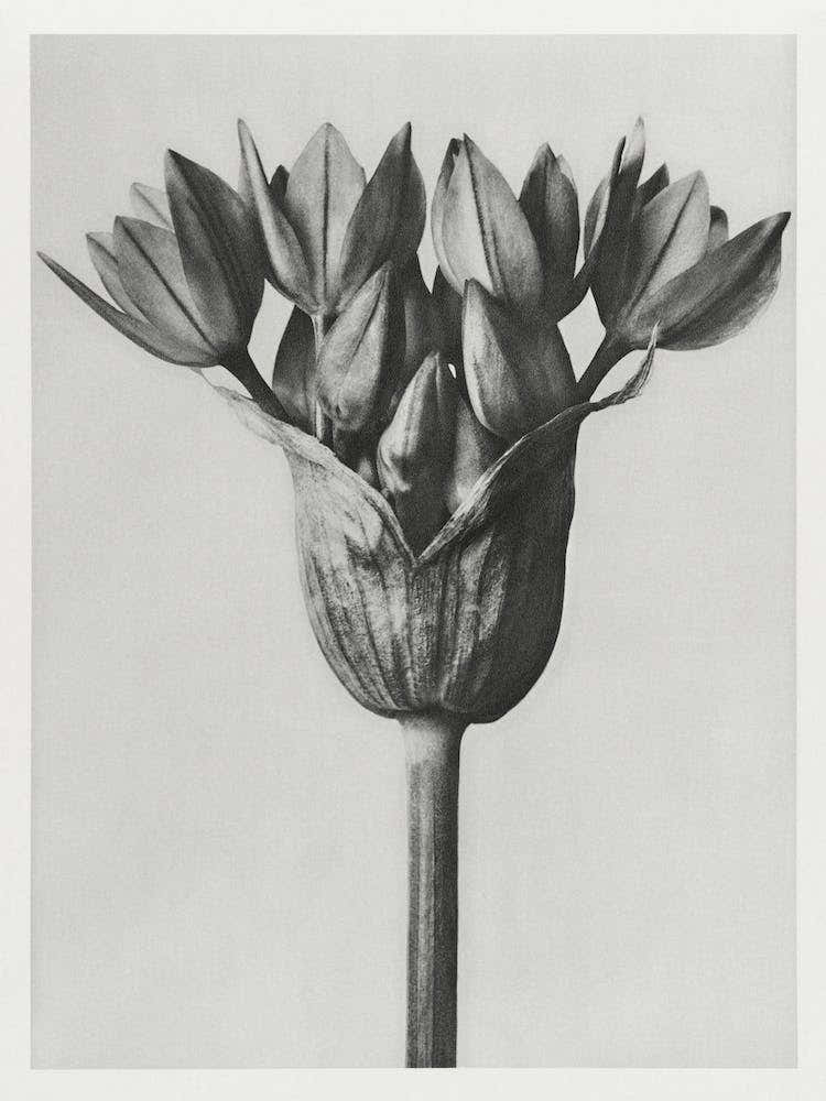 Allium Ostroroskianum, Karl Blossfeldt