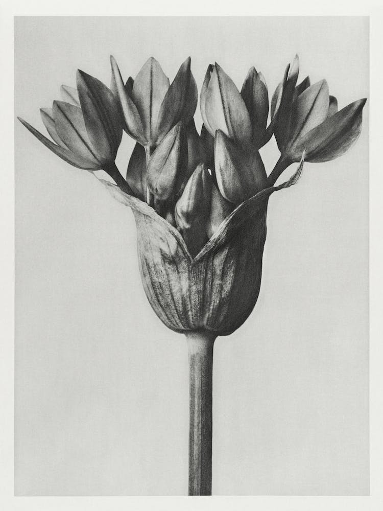 Allium Ostroroskianum, Karl Blossfeldt