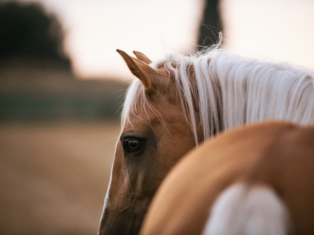Looking back - Ieper Belgian horse photo print - moody animal photography art