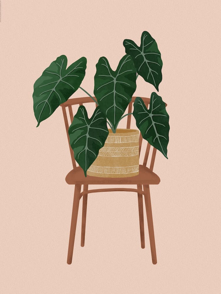 Philodendron On A Chair
