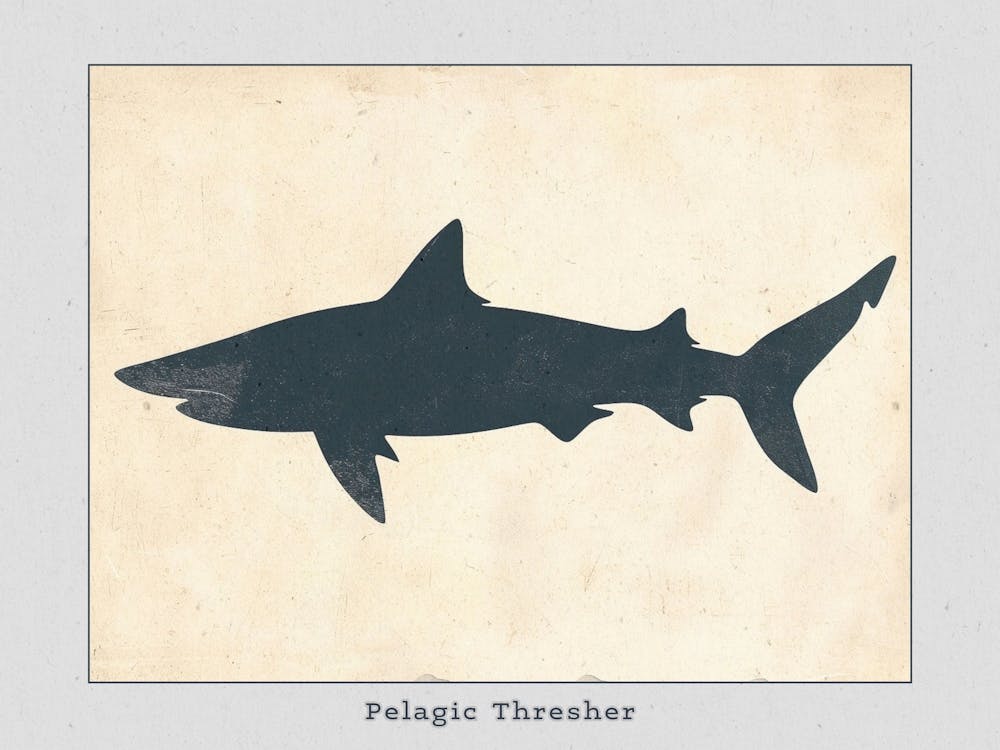 Pelagic Thresher Shark Grey Silhouette 5 Poster