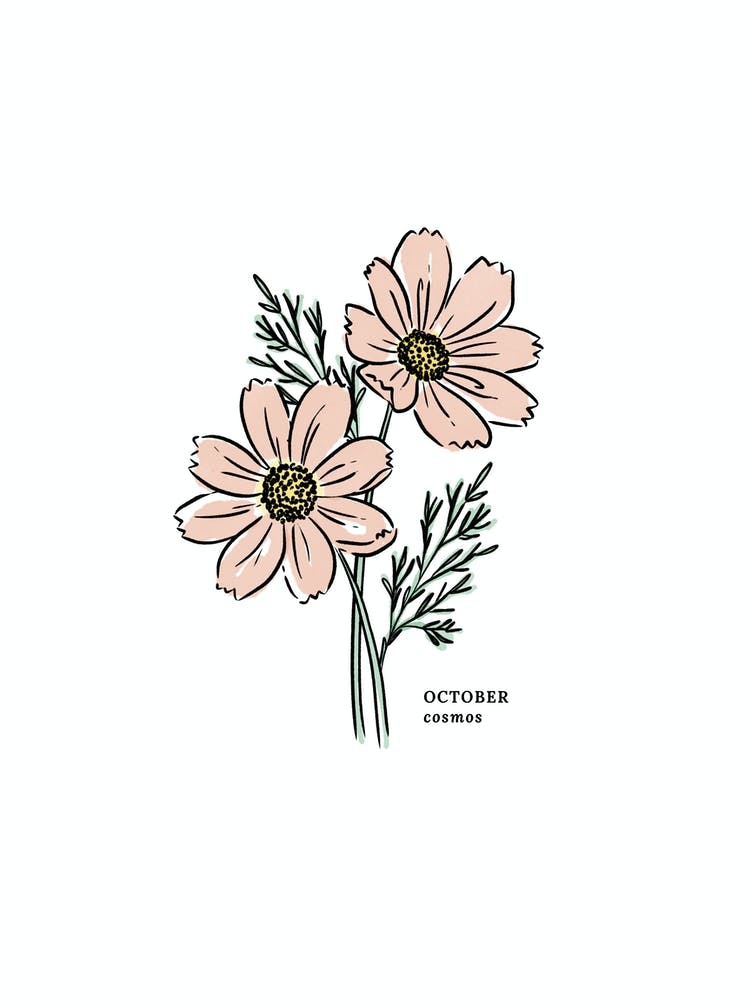 October Cosmos Birth Flower 1