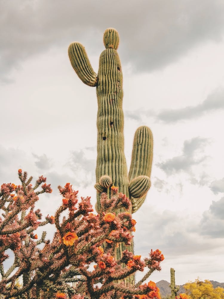 Orange Cactus Flowers