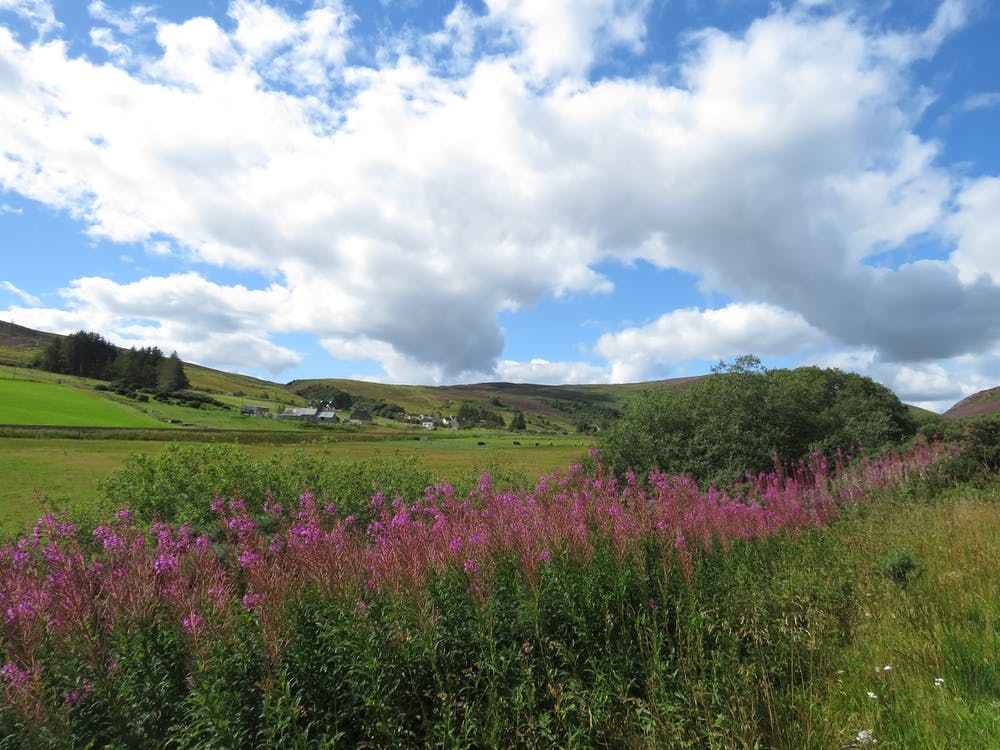 Scotland Landscape UK pink flowers