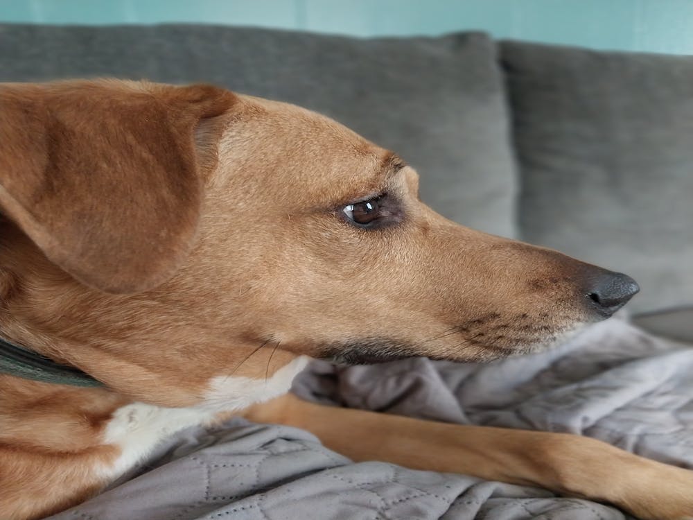 Protector dog