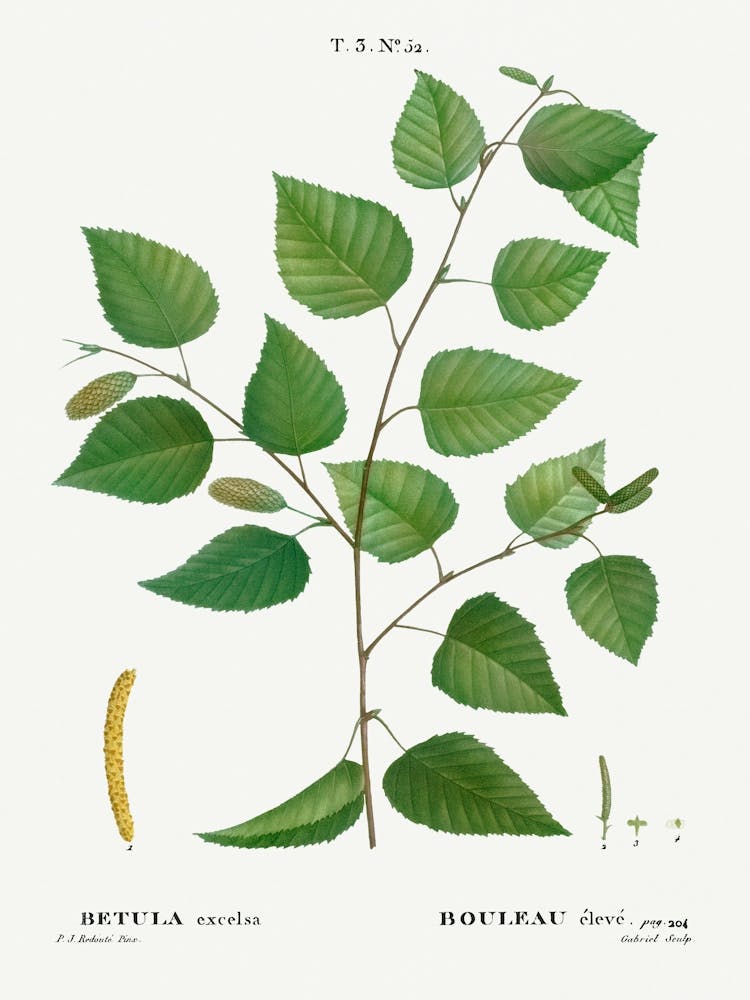 Paper Birch, Pierre Joseph Redoute