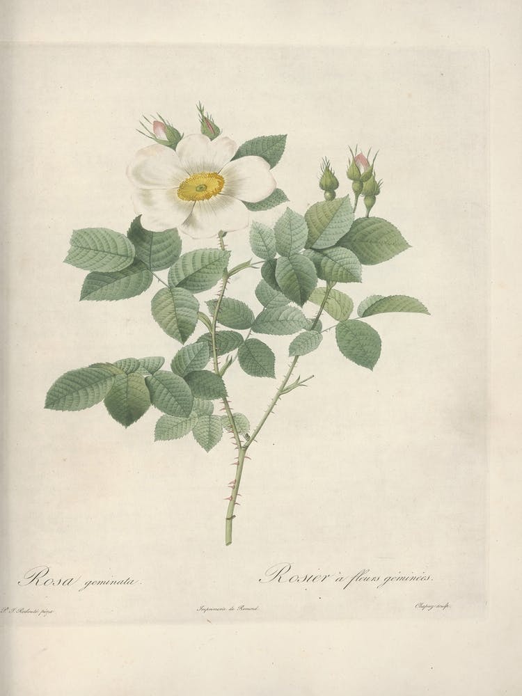 Rose Illustration, Pierre Joseph Redoute, Pierre Joseph Redoute(146)