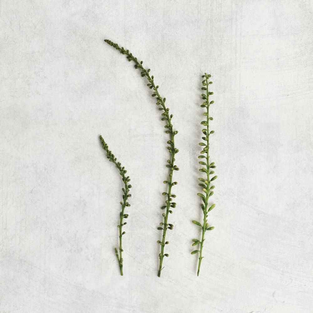 Delicate Botanicals Square