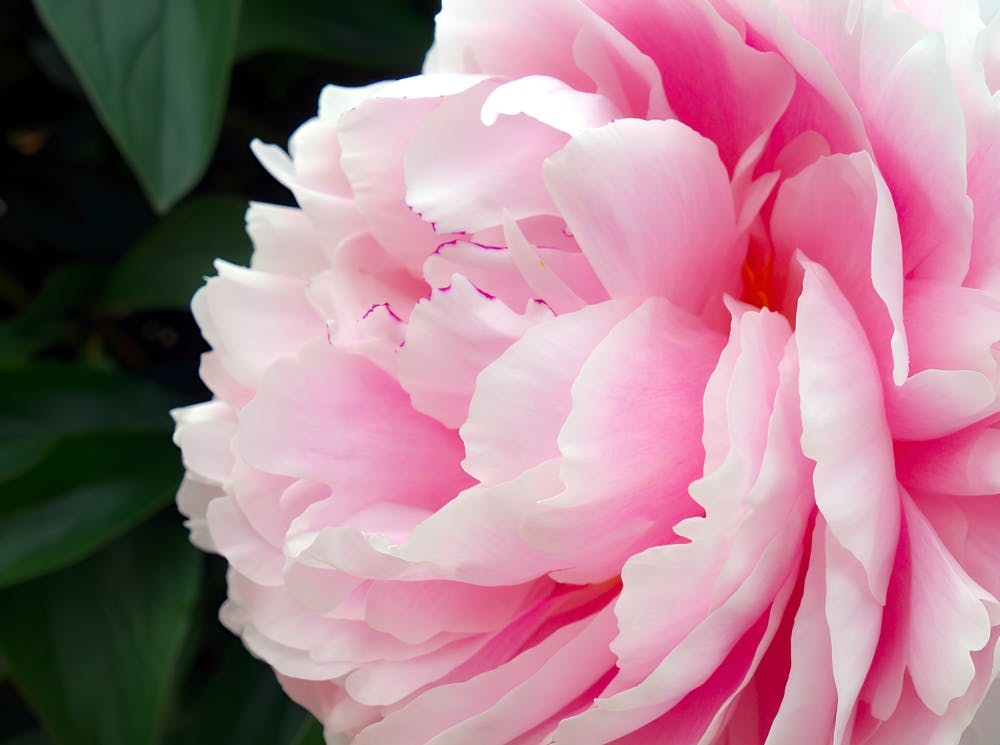 Pink Peony Flower