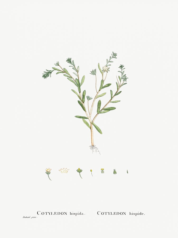 Cotyledon Hispida, Pierre Joseph Redoute