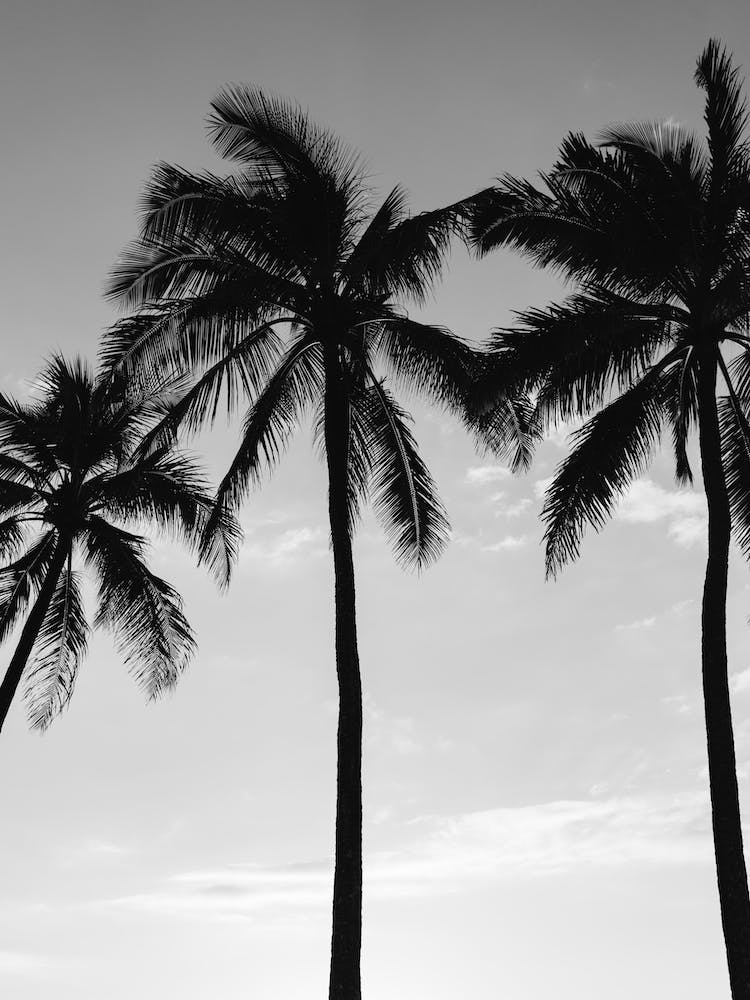 Hawaiian Palms III