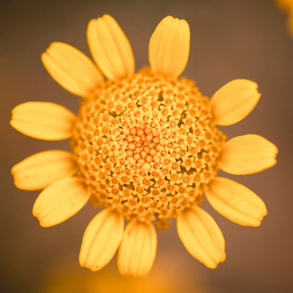 Yellow Daisy
