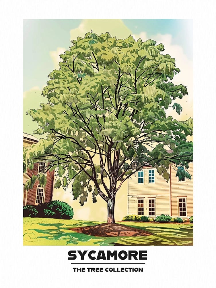 Sycamore Tree Storybook Illustration 2 Poster