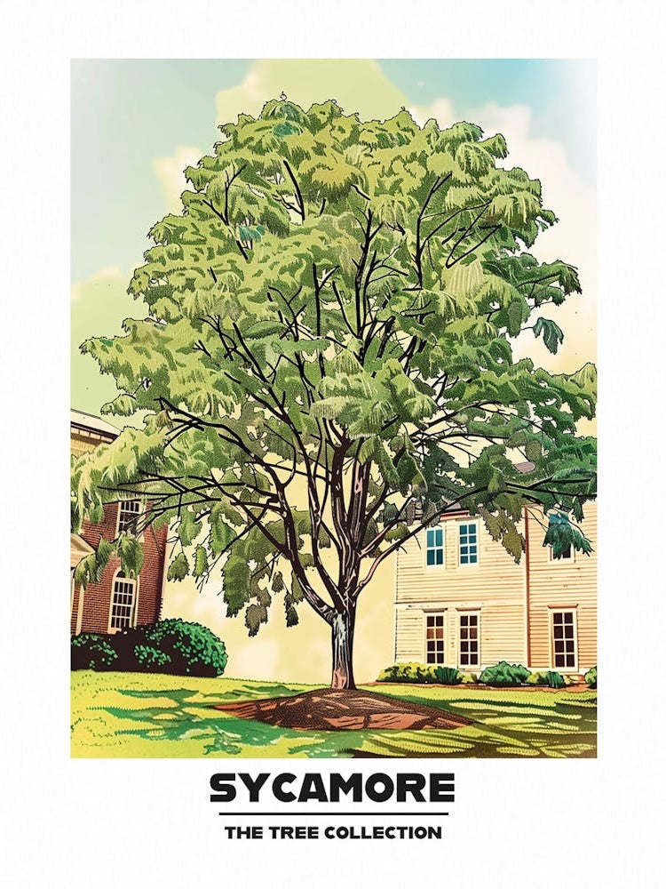 Sycamore Tree Storybook Illustration 2 Poster
