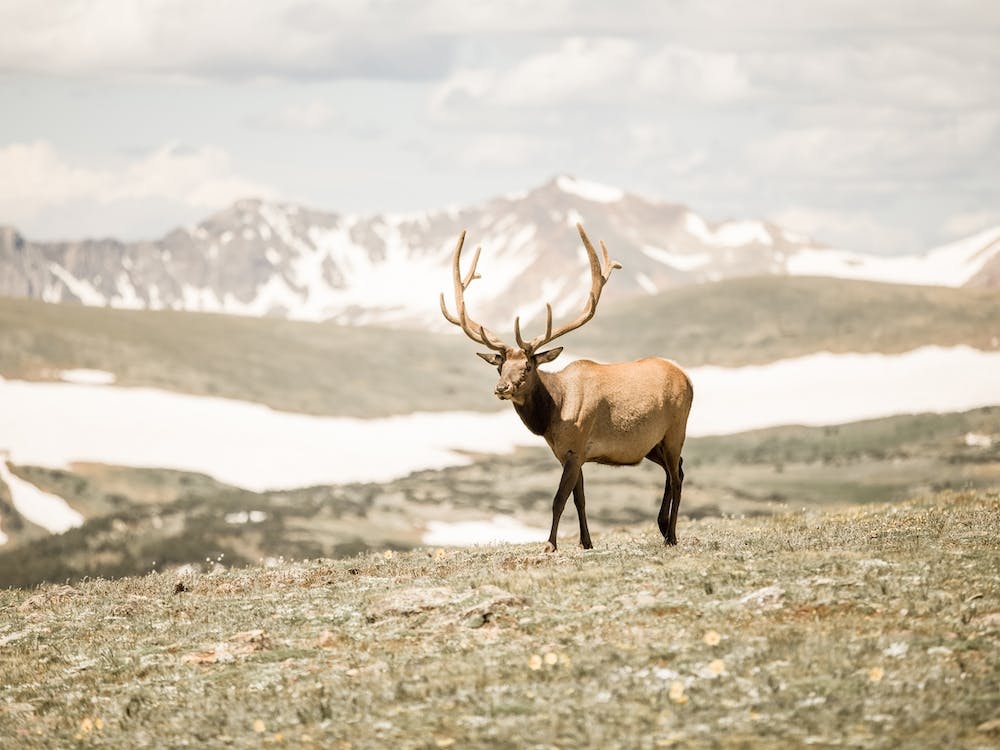 Bull Elk Scenery