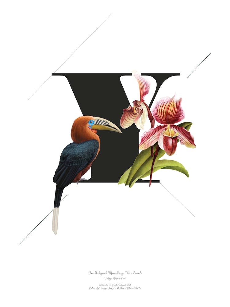 Botanical  Alphabet Y