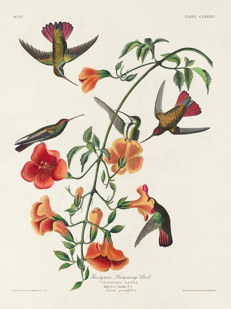 Mango Hummingbird 1, Birds Of America, John James Audubon