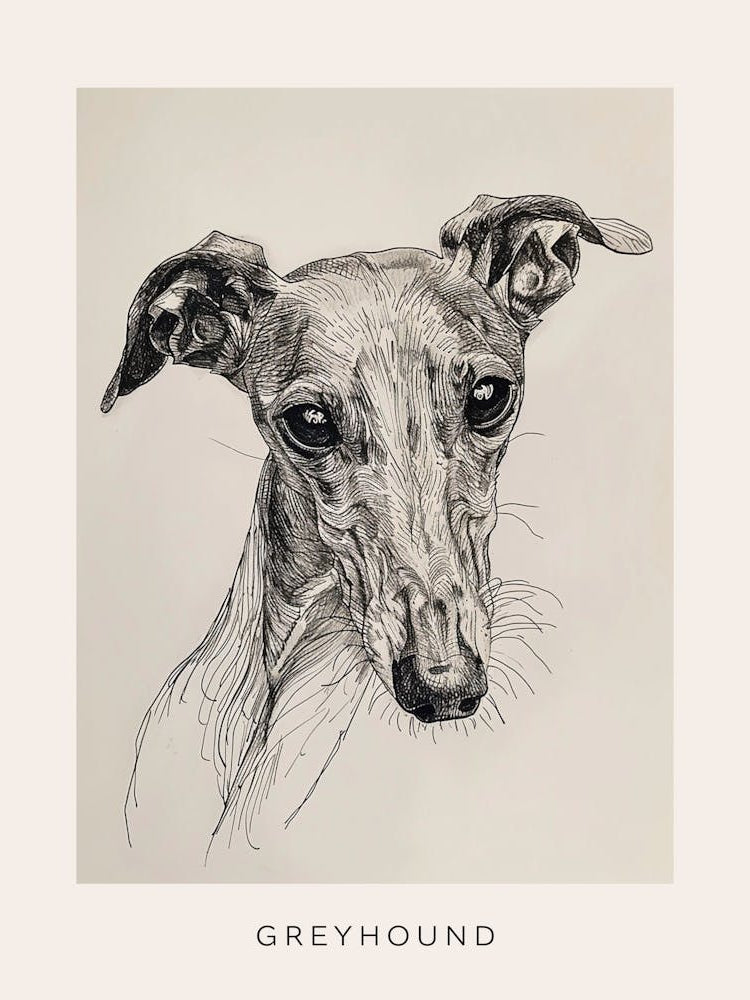 Greyhound Line Sketch 1 Poster