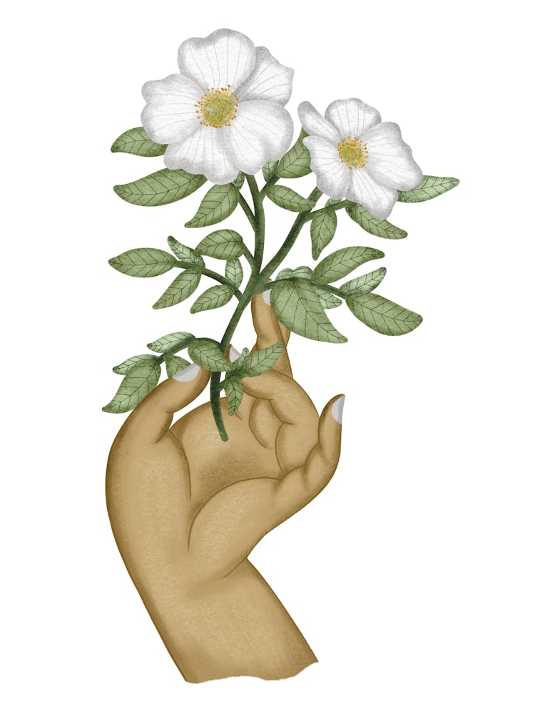 Elegant wild rose illustration