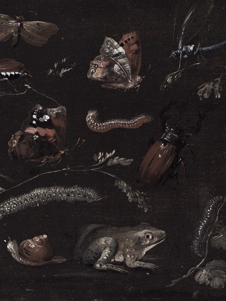 Insects And Reptiles