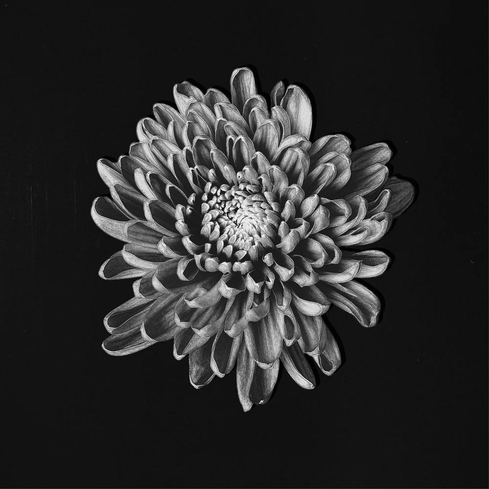 Psycheflower on black chalk artwork