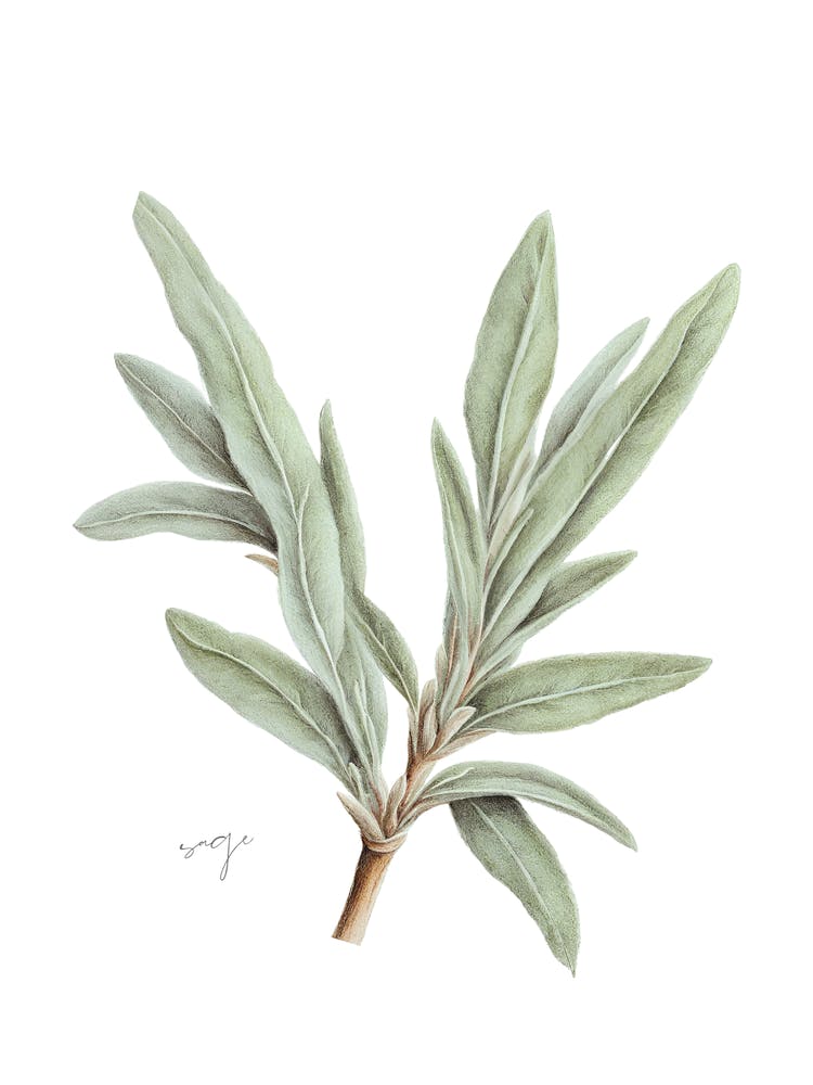 Sage Herb Sprig - Botanical Wall Print Set | Floral Collection 1