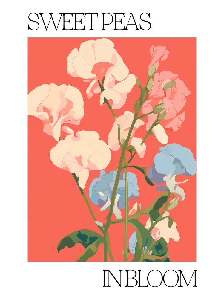 Sweet Peas In Bloom Flowers Bold Illustration 1